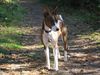 Basenji Foto: Serangeti Rock On To Kokojambo (ID 16651) Basenji Hund