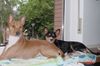 Basenji Foto: Jami und Arina auf ihrem Lieblingsplatz (ID 13972) Basenji Hund