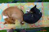 Basenji Foto: Jami und Arina, unsere Ying-Yang-Basenjis (ID 13974) Basenji Hund
