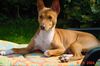 Basenji Foto: Jami (ID 13976) Basenji Hund