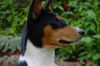 Basenji Foto: Arina (ID 13977) Basenji Hund