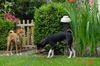 Basenji Foto: Jami und Arina im Garten (ID 13973) Basenji Hund