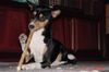 Basenji Foto: Arina, die Flötenspielerin (ID 20486) Basenji Hund