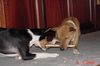 Basenji Foto: Gemeinsam schaffen wir jeden Zaun... (ID 20487) Basenji Hund