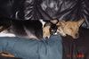 Basenji Foto: auf Herrchen ist es doch am gemütlichsten (ID 20267) Basenji Hund