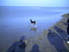 Basenji Foto: Arina unser Seehund in der Nordsee (ID 25843) Basenji Hund