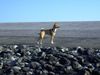 Basenji Foto: Ich will nicht so wie Herrchen will !!! (ID 25874) Basenji Hund