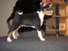Basenji Foto: Bizayo Bashiri van Oxymoron - unser neues Familienmitglied (ID 18371) Basenji Hund