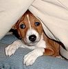 Basenji Foto: Unser Puppy aus dem A-Wurf (ID 2587) Basenji Hund