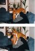 Basenji Foto: Adanna macht Herrchen schön,jetzt liegen die Haare (ID 4416) Basenji Hund