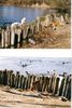 Basenji Foto: African Rainbow`s Adanna Ada,Ohne Worte!!! (ID 4053) Basenji Hund