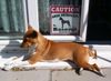 Basenji Foto: Basenji Security (ID 34414) Basenji Hund