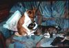 Basenji Foto: Asabi +Anka sind ein Herz + eine Sehle,Asabi ist in einer sehr guten Familie untergekommen,sie werden geliebt wie eigene Kinder (ID 4388) Basenji Hund