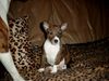 Basenji Foto: Hallo hier bin ich African Rainbows Asabi Asaki (ID 3464) Basenji Hund