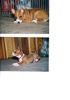 Basenji Foto: Assamba Abeo aus dem A-Wurf (ID 3725) Basenji Hund
