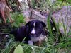Basenji Foto: Jungle-Basenji (ID 11744) Basenji Hund