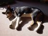 Basenji Foto: Welpe, ca 4 Monate alt (ID 24923) Basenji Hund