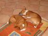 Basenji Foto: Bendera & Bushuti (ID 7093) Basenji Hund