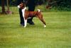 Basenji Foto: Unser Liebling Escapade´s Bravo out of Africa aus den USA er hat ein wundervolles Wesen!!! (ID 22593) Basenji Hund
