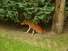 Basenji Hund