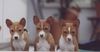 Basenji Foto: drei aus unserem C-Wurf (ID 10046) Basenji Hund