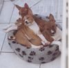 Basenji Foto: drei aus dem Kokojambo C-Wurf (ID 10237) Basenji Hund