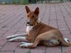 Basenji Foto: Old Legend´s Anima (Cleo) (ID 23728) Basenji Hund