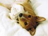 Basenji Foto: Cleo von Old Legends (ID 19999) Basenji Hund