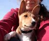Basenji Foto: Cleo (ID 20175) Basenji Hund
