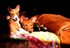 Basenji Foto: Coco & Bendera ejoying the sun (ID 11776) Basenji Hund
