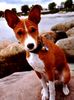 Basenji Foto: I'm so cute (ID 11775) Basenji Hund