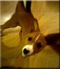Basenji Foto: Coco swirl girl (ID 16264) Basenji Hund