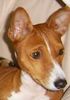 Basenji Hund