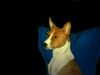 Basenji Foto: Reveille Thyme To Fly, BOS auf der Crufts 2004 (ID 10235) Basenji Hund