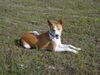 Basenji Foto: Edward (ID 14189) Basenji Hund