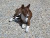 Basenji Foto: Asabi Asaki in seinem neuen Heim in Wien (ID 3732) Basenji Hund