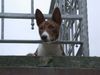 Basenji Foto: Asabi läuft dort eine Katze (ID 23302) Basenji Hund