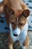 Basenji Foto: Amber ist Luxembourg Champion mit nur 18 Monaten (ID 12675) Basenji Hund