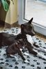 Basenji Foto: Vater und Tochter - Aragorn mit Troy (ID 12677) Basenji Hund