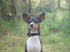 Basenji Foto: Belinda (ID 16559) Basenji Hund