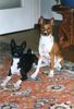 Basenji Foto: Luba und Ebo (ID 4007) Basenji Hund