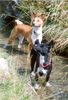 Basenji Foto: Ebo und Luba beim Pfötchen kühlen (ID 6872) Basenji Hund
