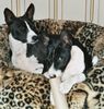 Basenji Foto: ich bin ganz lieb.... (ID 3854) Basenji Hund