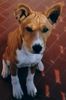Basenji Foto: This is my basenji (ID 11641) Basenji Hund
