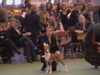 Basenji Foto: Reveille Thyme To Fly, BOS auf der Crufts 2004 (ID 10236) Basenji Hund
