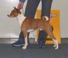 Basenji Foto: Flyer auf der Bundessiegerschau in Dortmund (ID 10309) Basenji Hund