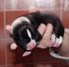 Basenji Foto: Aragorns und Asjas Puppies (ID 17006) Basenji Hund