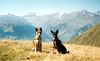 Basenji Foto: Ebo und Luba ganz oben (ID 6873) Basenji Hund