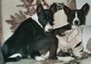 Basenji Foto: Vater & Sohn (ID 3857) Basenji Hund