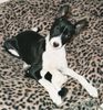 Basenji Foto: African Macig Moments Chigani (ID 3855) Basenji Hund